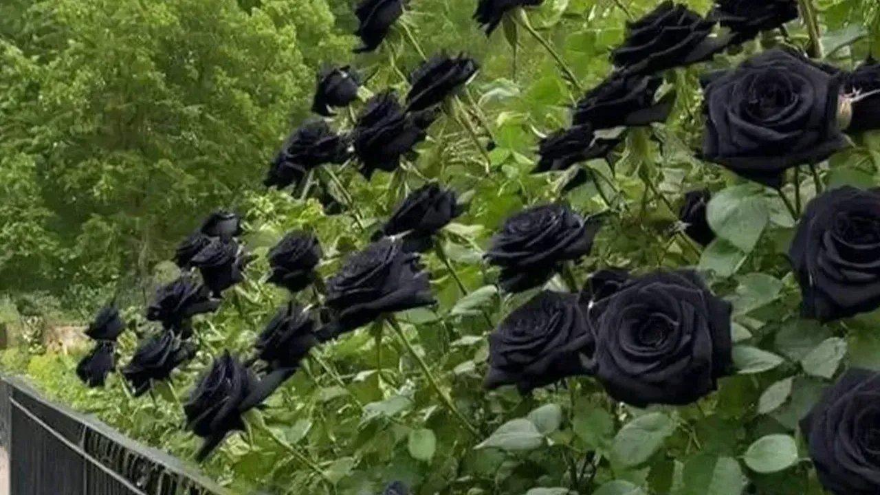 Halfeti Gezilecek Yerler