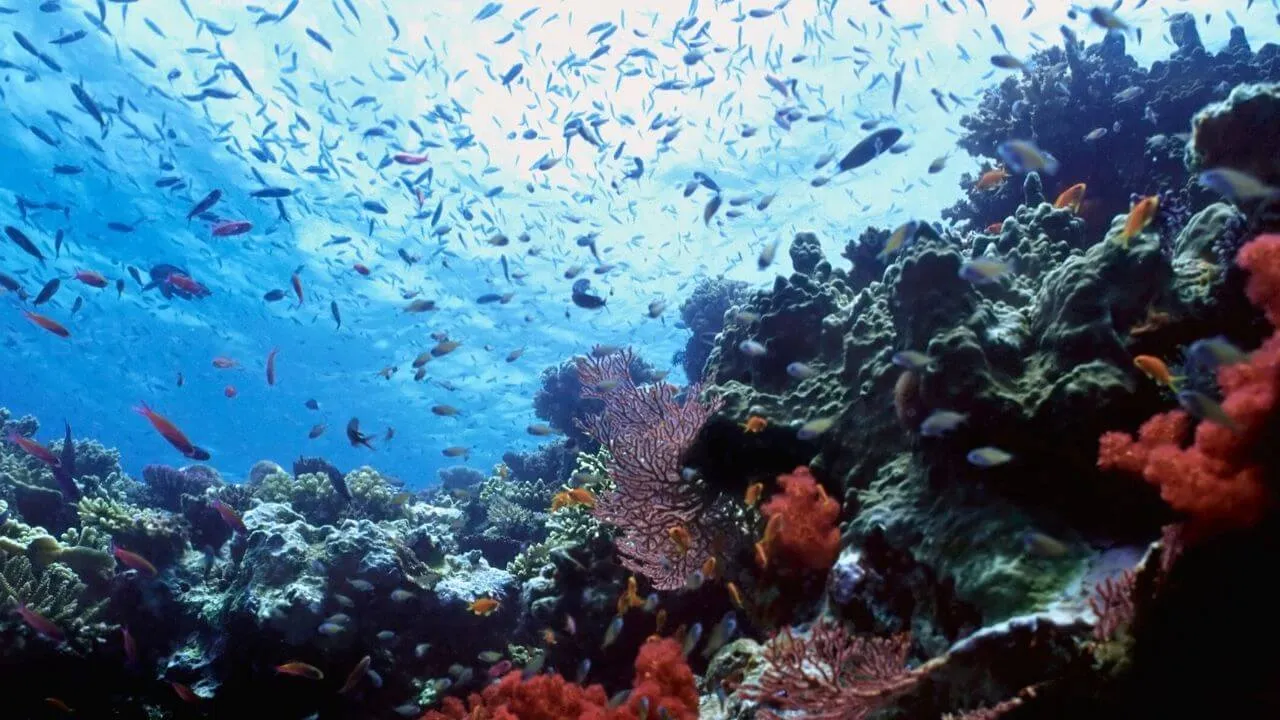Kadavu Adası ve Büyük Astrolabe Resifi