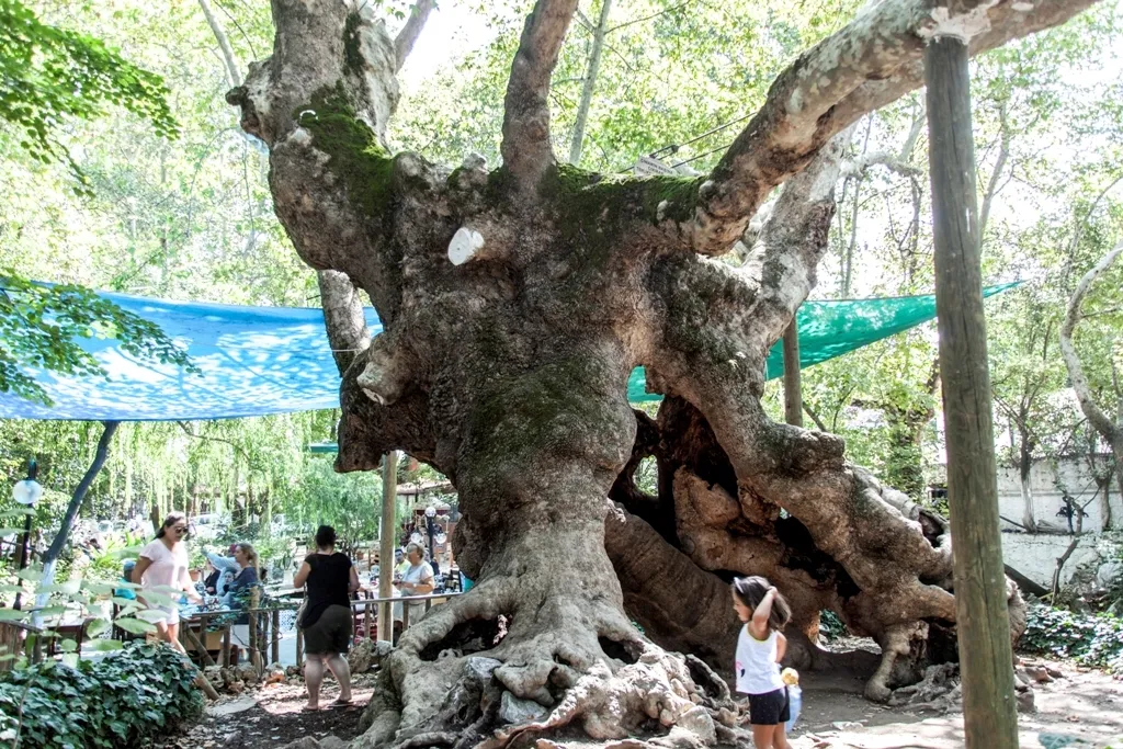3. Çınar Ağacı – Zamanın Şahidi, Şehir Efsanesi